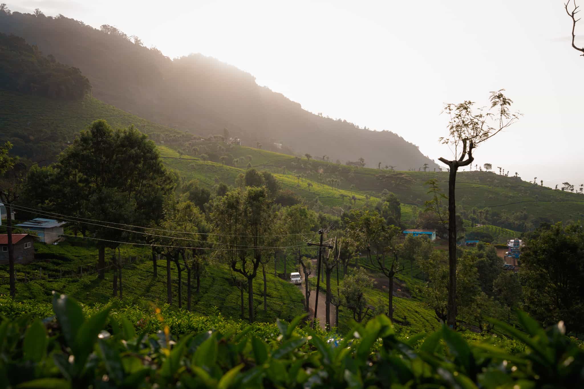 Morning tea fields